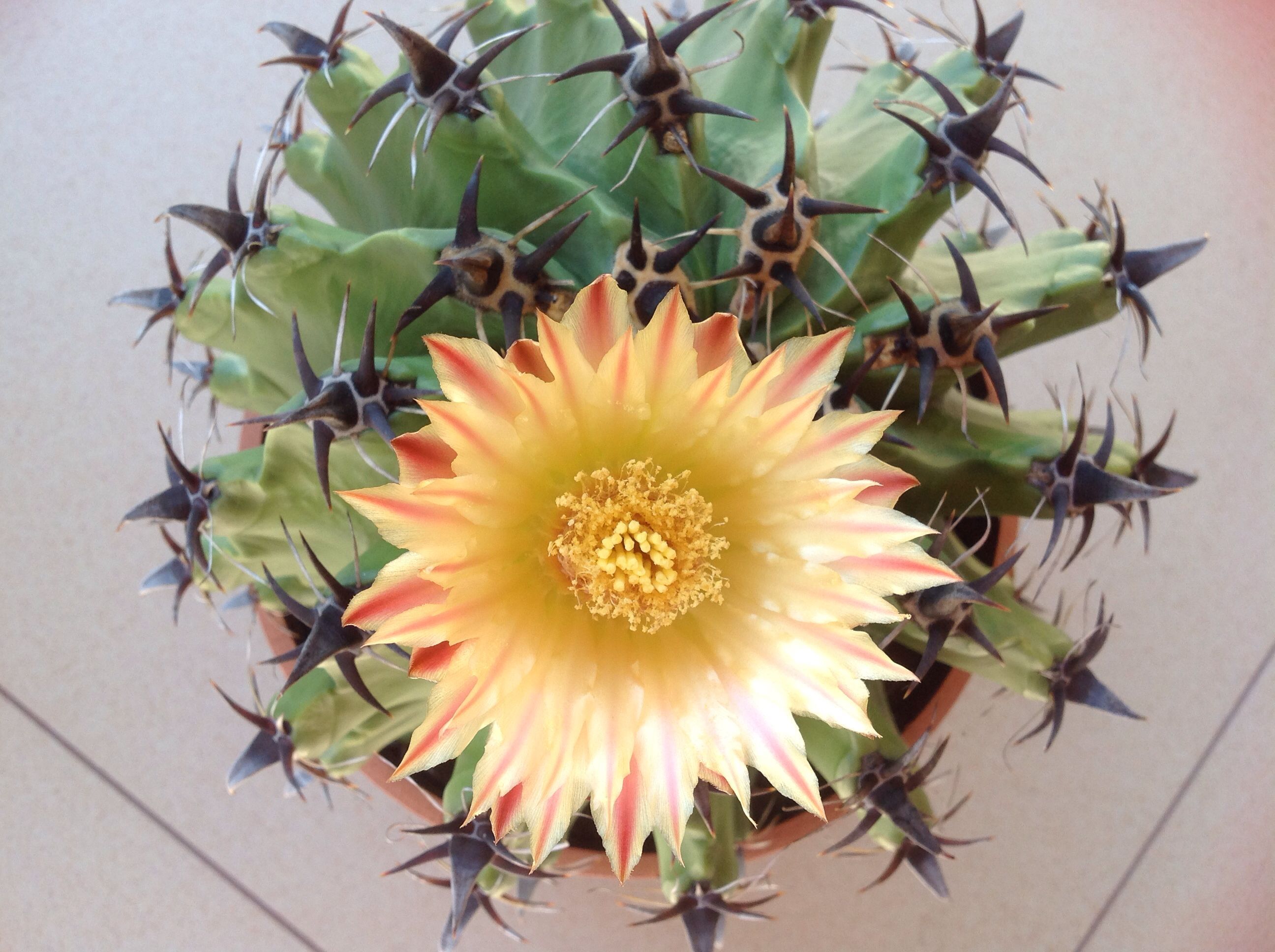 Ferocactus horridus