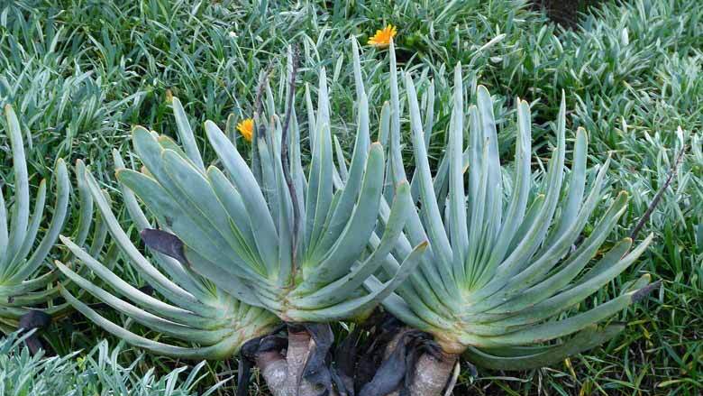 Aloe plicatilis