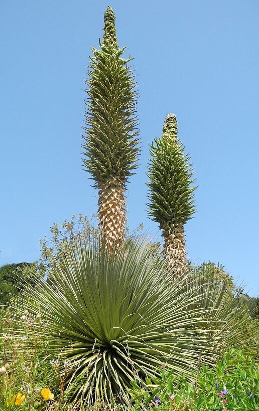 This is Puya raimondii . The common name for this is Queen of the Andes. Whimsy and Wonder Seeds sells the freshest of rare plant seeds. Other Common names for this rare bromeliad species are: Queen of the Andes - Puya raimondii, Puya, Queen of the Andes. Check this Queen of the Andes (Puya raimondii ) out along with all of our other Bromeliad plant seeds here at Whimsy and Wonder Seeds. We ship these Bromeliad plants seeds from Canada to anywhere in the World