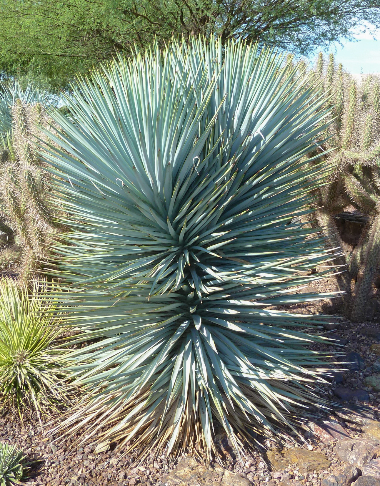 Yucca rigida