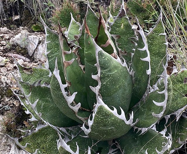 Agave Sharkskin Great White Shark 162 アガベ グレートホワイト