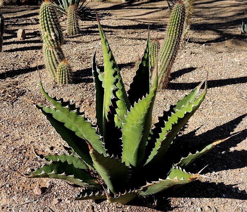 This is Agave gentryi &#39;jaws&#39;. The common name for this is Hardy Agave Jaws. Whimsy and Wonder Seeds sells the freshest of rare plant seeds. Other Common names for this rare succulent plant are:Hardy Agave Jaws: Sharkskin Agave, Black-spined Agave. Check this Hardy Agave Jaws (Agave gentryi &#39;jaws&#39;) out along with all of  our other succulent plant seeds here at Whimsy and Wonder Seeds. We ship these succulent plants  seeds from Canada to anywhere in the World.
