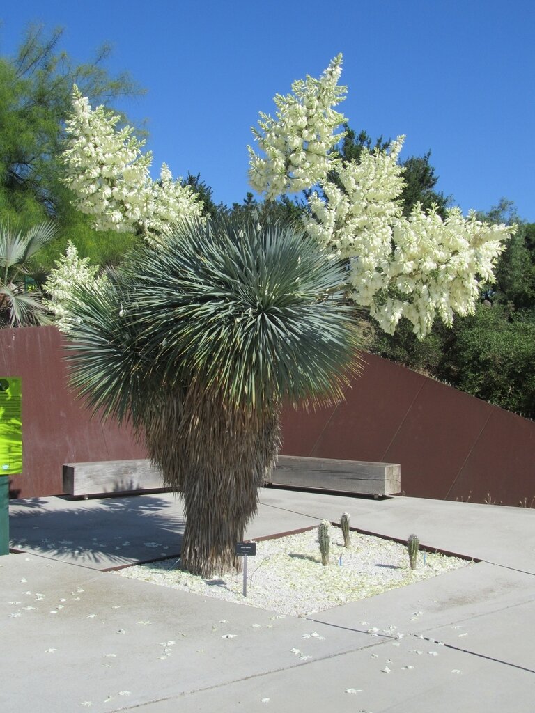 This is Yucca rostrata . The common name for this is Beaked Yucca. Whimsy and Wonder Seeds sells the freshest of rare plant seeds. Other Common names for this rare succulent plant are: Beaked Yucca, Big Bend Yucca, Adam's Yucca. Check this  Beaked Yucca (Yucca rostrata) out along with all of  our other succulent plant seeds here at Whimsy and Wonder Seeds. We ship these succulent plants  seeds from Canada to anywhere in the World.
