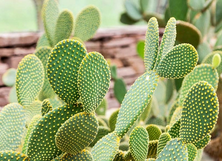 Opuntia microdasys