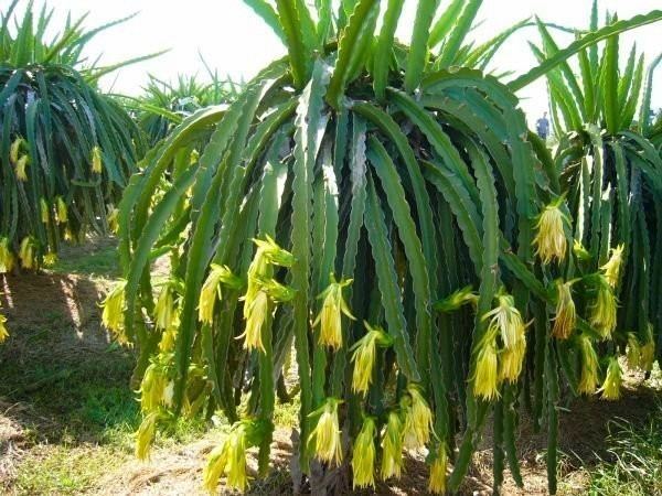 Hylocereus megalanthus