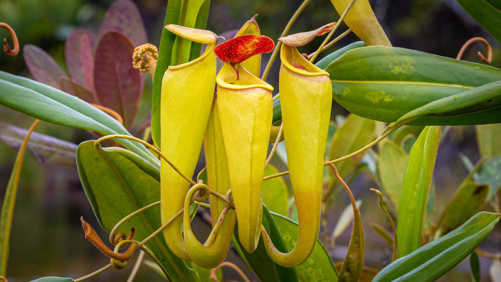 Nepenthes madagascariensis