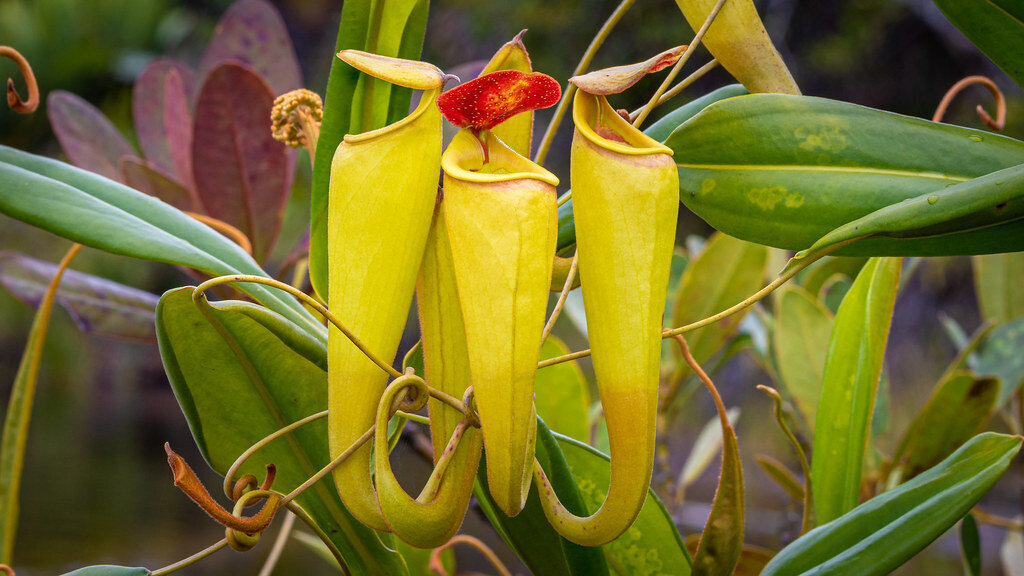 This is Nepenthes madagascariensis. The common name for this is Madagasgar Pitcher Plant. Whimsy and Wonder Seeds sells the freshest of rare plant seeds. Other Common names for this rare insectivorous plant are: Madagascar Pitcher Plant, Tropical Pitcher Plant, Monkey Cups. Check this Madagasgar Pitcher Plant (Nepenthes madagascariensis) out along with all of our other carnivorous plant seeds here at Whimsy and Wonder Seeds. We ship these carnivorous plants seeds from Canada to anywhere in the World.