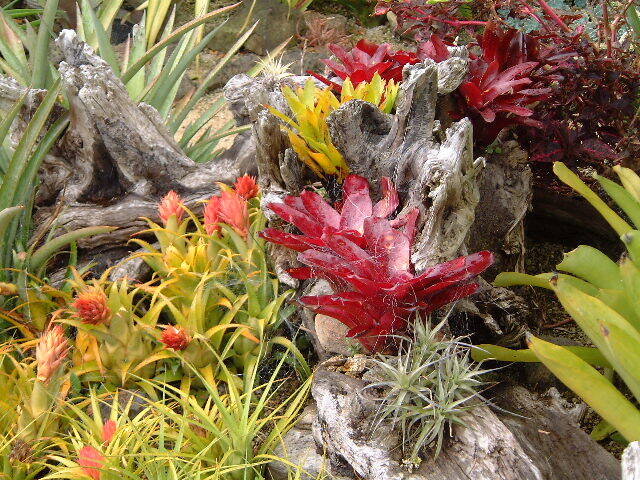 This is Hechtia Dyckia Deuterocohnia ssp. Mix. The common name for this is Dwarf Bromeliad Mix. Whimsy and Wonder Seeds sells the freshest of rare plant seeds. Other Common names for this rare bromeliad species are: Dwarf Bromeliad Mix: Air Plant Mix, Miniature Bromeliad Mix, Tillandsia Mix. Check this Dwarf Bromeliad Mix (Hechtia Dyckia Deuterocohnia ssp. Mix) out along with all of our other Bromeliad plant seeds here at Whimsy and Wonder Seeds. We ship these Bromeliad plants seeds from Canada to anywhere in the World