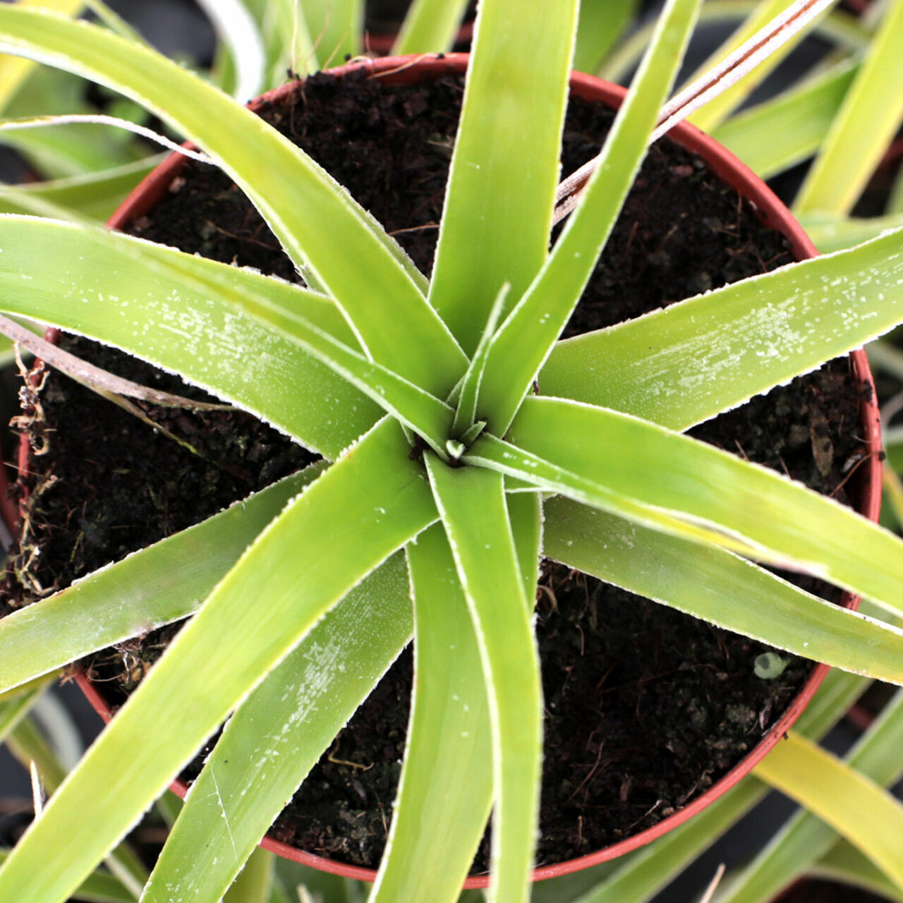 Hechtia tillandsioides