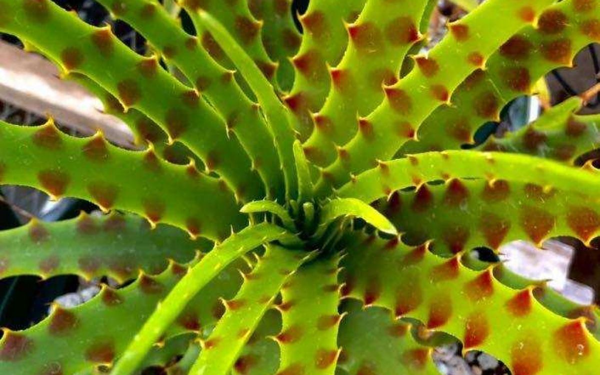 Hechtia sphaeroblasta