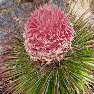 This is Puya weberiana . The common name for this is Desert Lantern Bromeliad. Whimsy and Wonder Seeds sells the freshest of rare plant seeds. Other Common names for this rare bromeliad species are: Desert Lantern Bromeliad - Desert Star, Golden Star, Cinnamon Star. Check this Desert Lantern Bromeliad (Puya weberiana ) out along with all of our other Bromeliad plant seeds here at Whimsy and Wonder Seeds. We ship these Bromeliad plants seeds from Canada to anywhere in the World