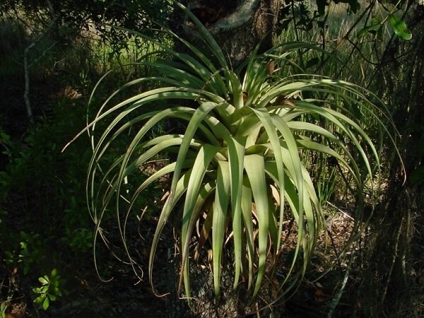 Giant Spreading Airplant Tillandsia Utriculata Rare Plant Seeds