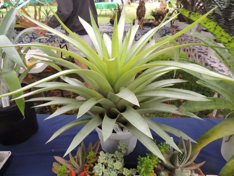 Tillandsia secunda
