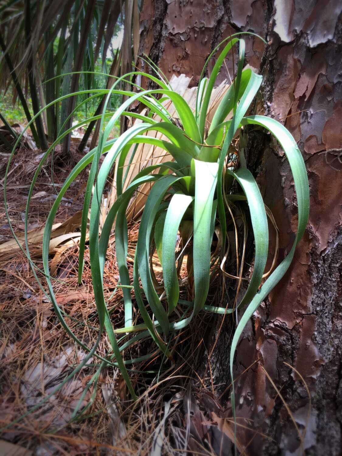 This is Tillandsia lajensis. The common name for this is Jenny&#39;s Airplant. Whimsy and Wonder Seeds sells the freshest of rare plant seeds. Other Common names for this rare Air plant species are: Jenny&#39;s Airplant: Tillandsia Xerographica, King of Air Plants. Check this Jenny&#39;s Airplant (Tillandsia lajensis) out along with all of our other airplant plant seeds here at Whimsy and Wonder Seeds. We ship these air plant seeds from Canada to anywhere in the World