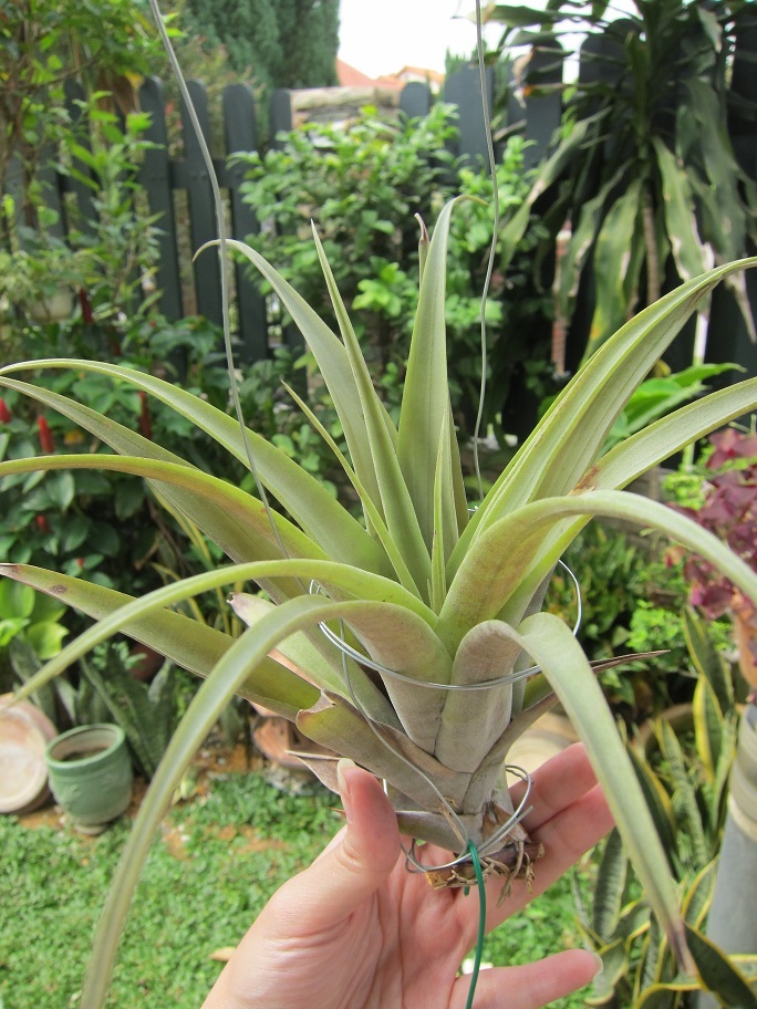 Tillandsia flexuosa