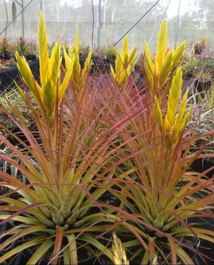 This is Tillandsia flavobracteata The common name for this is Flavo Airplant. Whimsy and Wonder Seeds sells the freshest of rare plant seeds. Other Common names for this rare Air plant species are: Flavo Airplant: Tillandsia Flavobracteata, Yellow Bract Air Plant. Check this Flavo Airplant (Tillandsia flavobracteata) out along with all of our other airplant plant seeds here at Whimsy and Wonder Seeds. We ship these air plant seeds from Canada to anywhere in the World