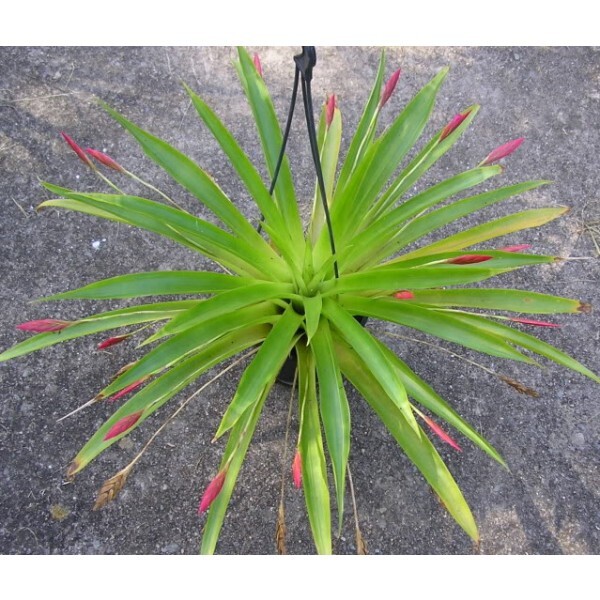 Tillandsia complanata