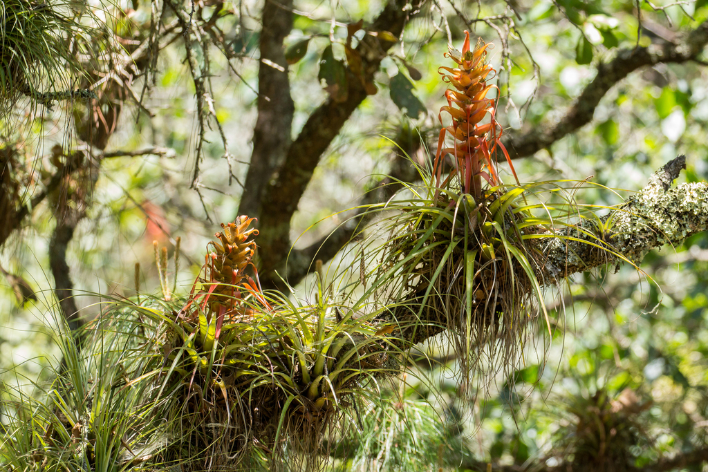 Tillandsia carlos-hankii