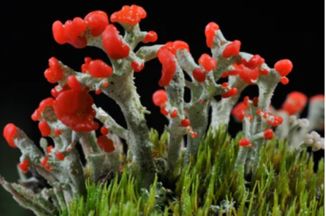 Live British Soldier Lichen
