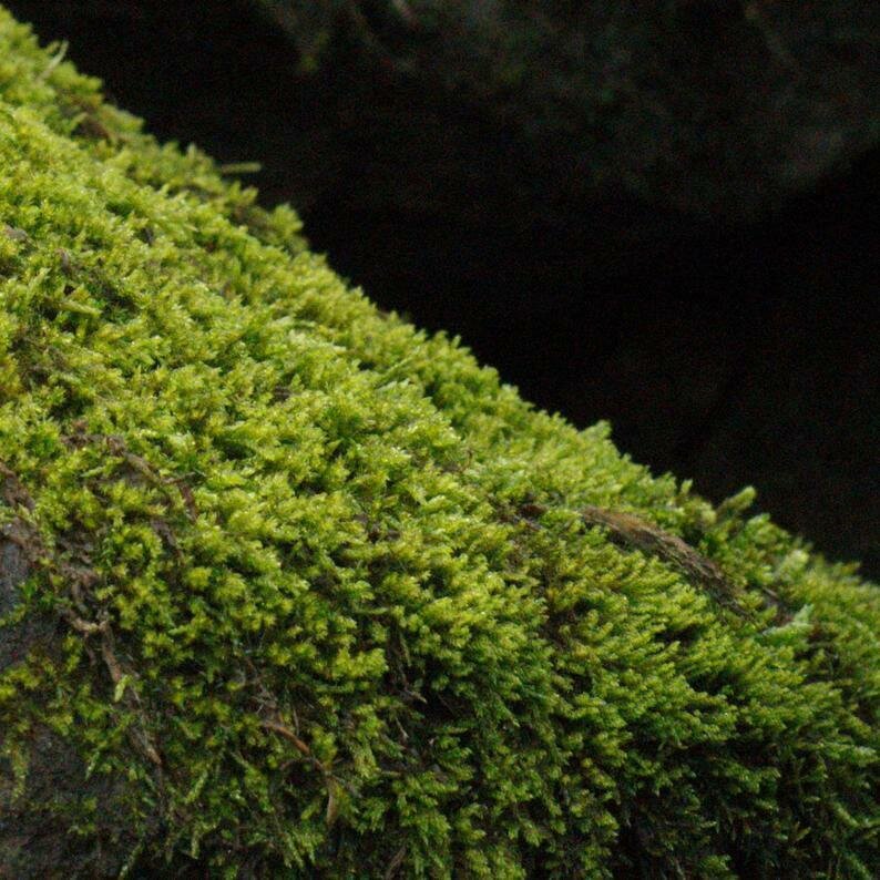 Live Brook Carpet Moss