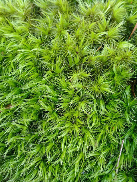 Live  Broom Fork Moss