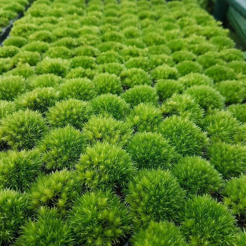 Live Bun Moss