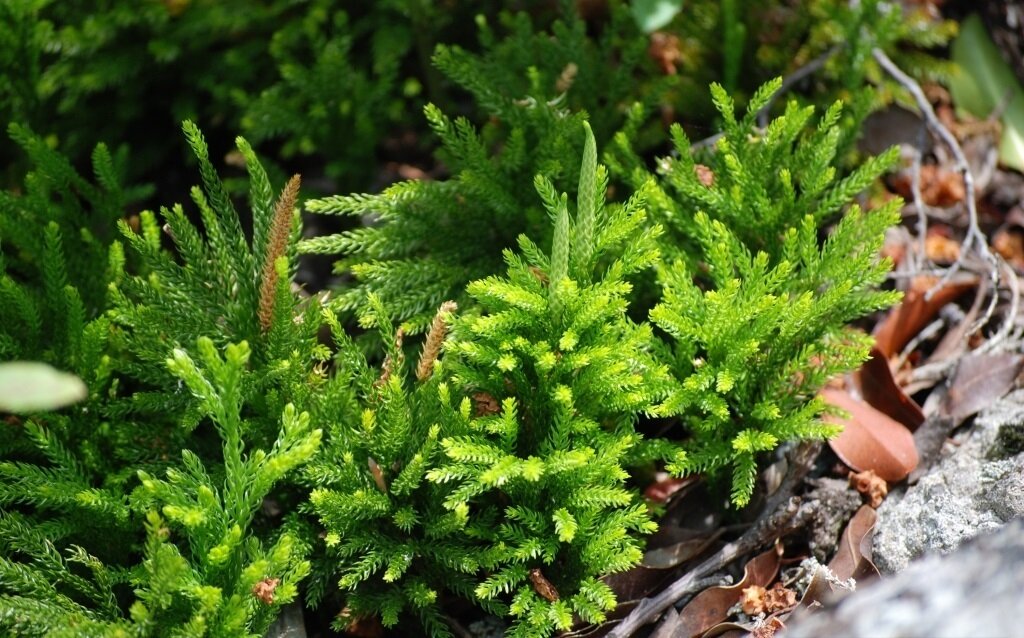 Live Club Tree Moss