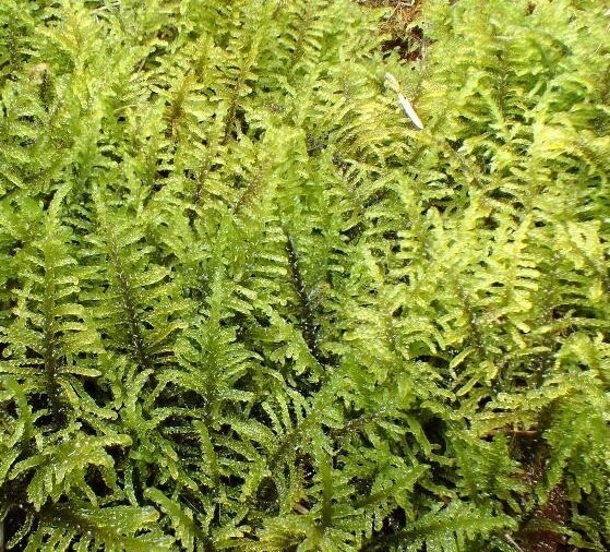 Live Curled Hook Moss