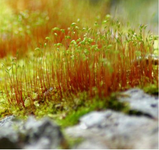 Live Fire Moss
