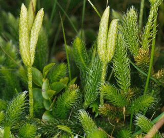Live Foxtail Moss