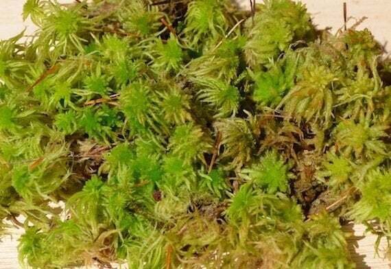 Live Green Sphagnum Moss