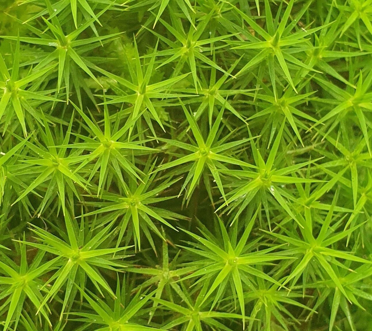 Live Hair Cap Moss