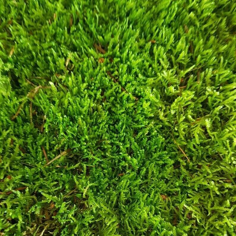Live Heath-Pliat Moss