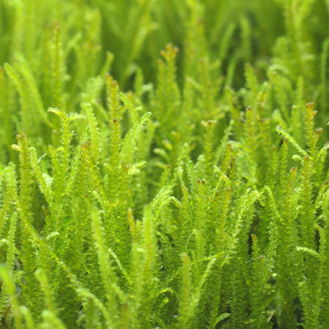Live Java Moss