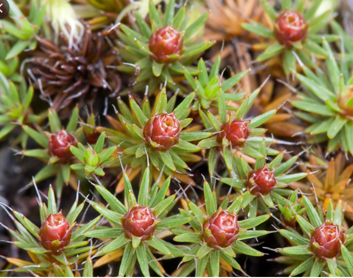 Live Juniper Moss