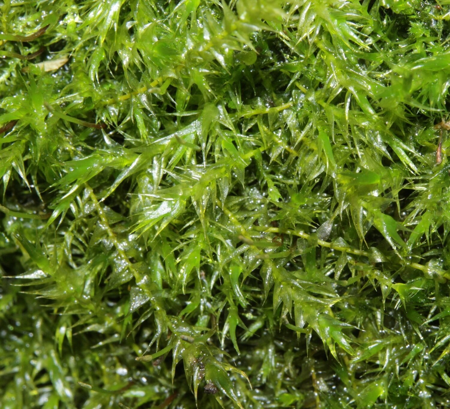 Live Kneiff&#39;s Feather Moss