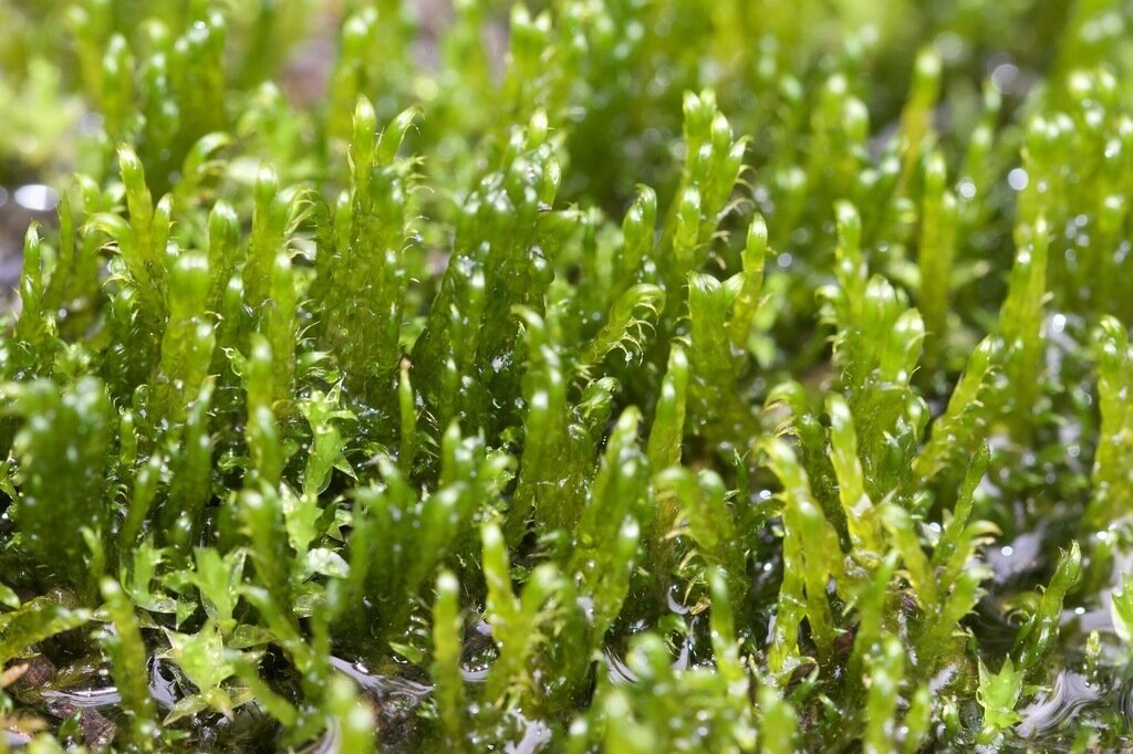 Live Knieff&#39;s Hook Moss