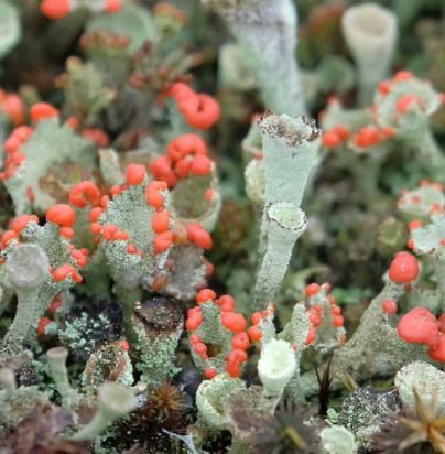 Live Lichen Mix