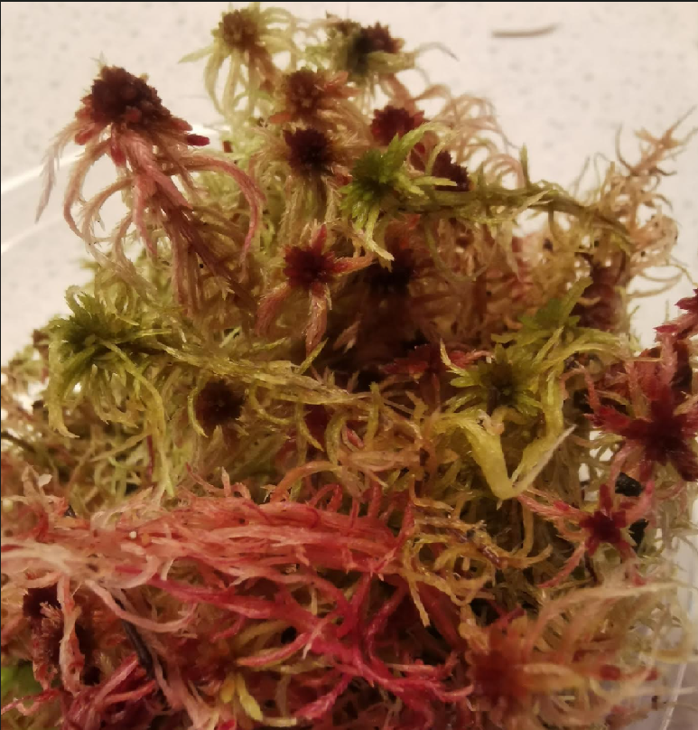 Live Mix Sphagnum Moss