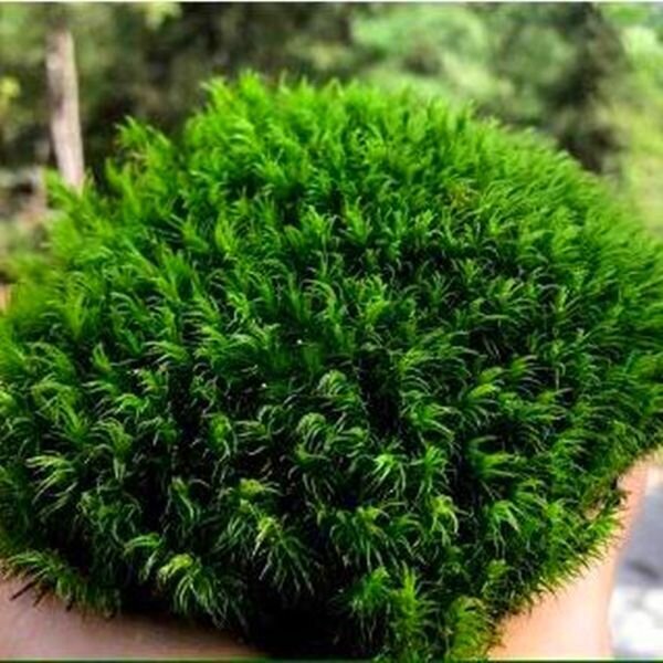 Live Mood Moss