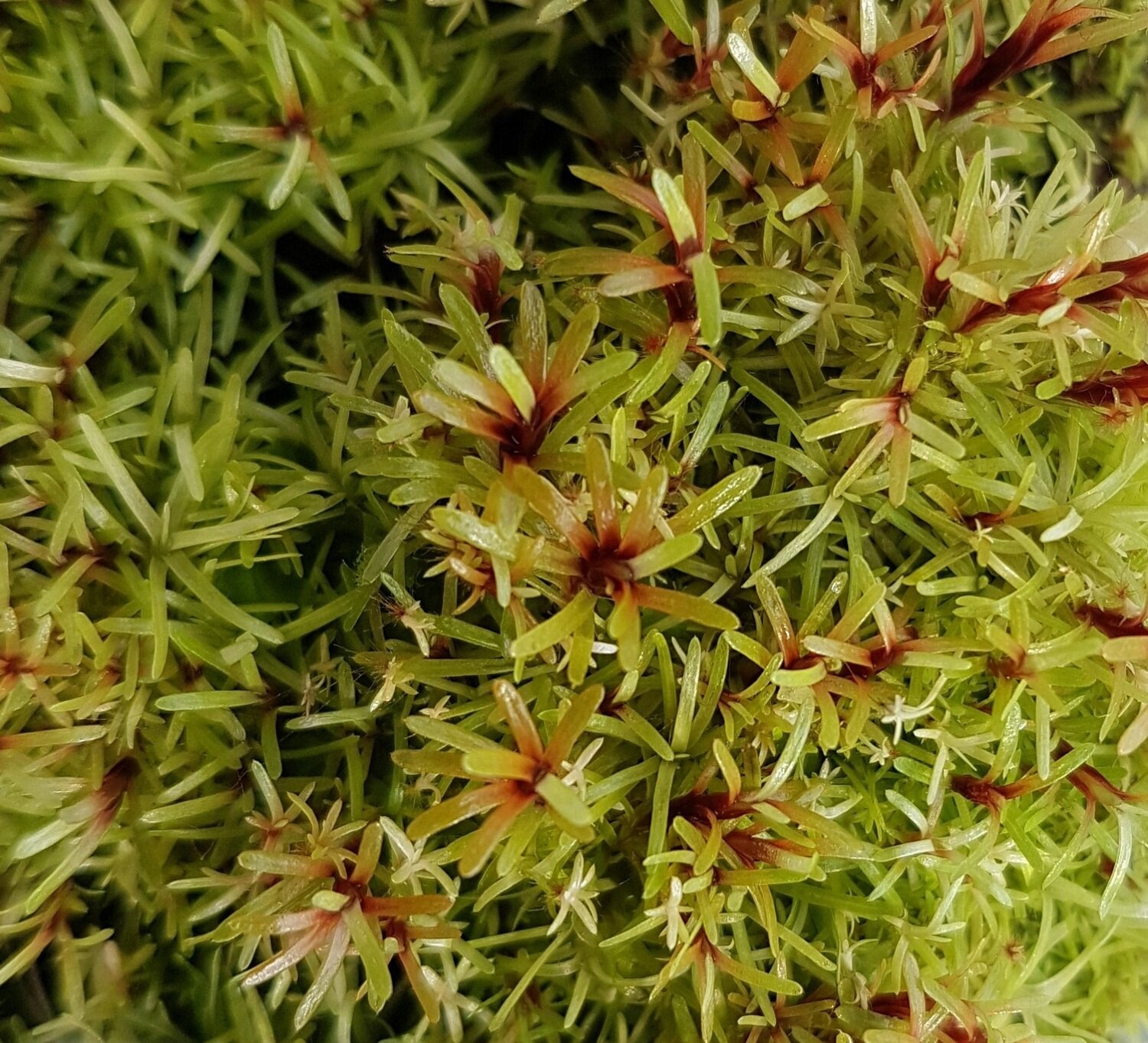 Live October Moss