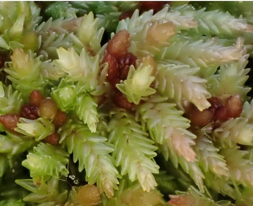 Live Palustre Sphagnum Moss