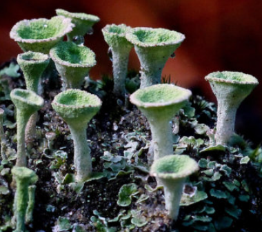 Live Pixie Cup Lichen