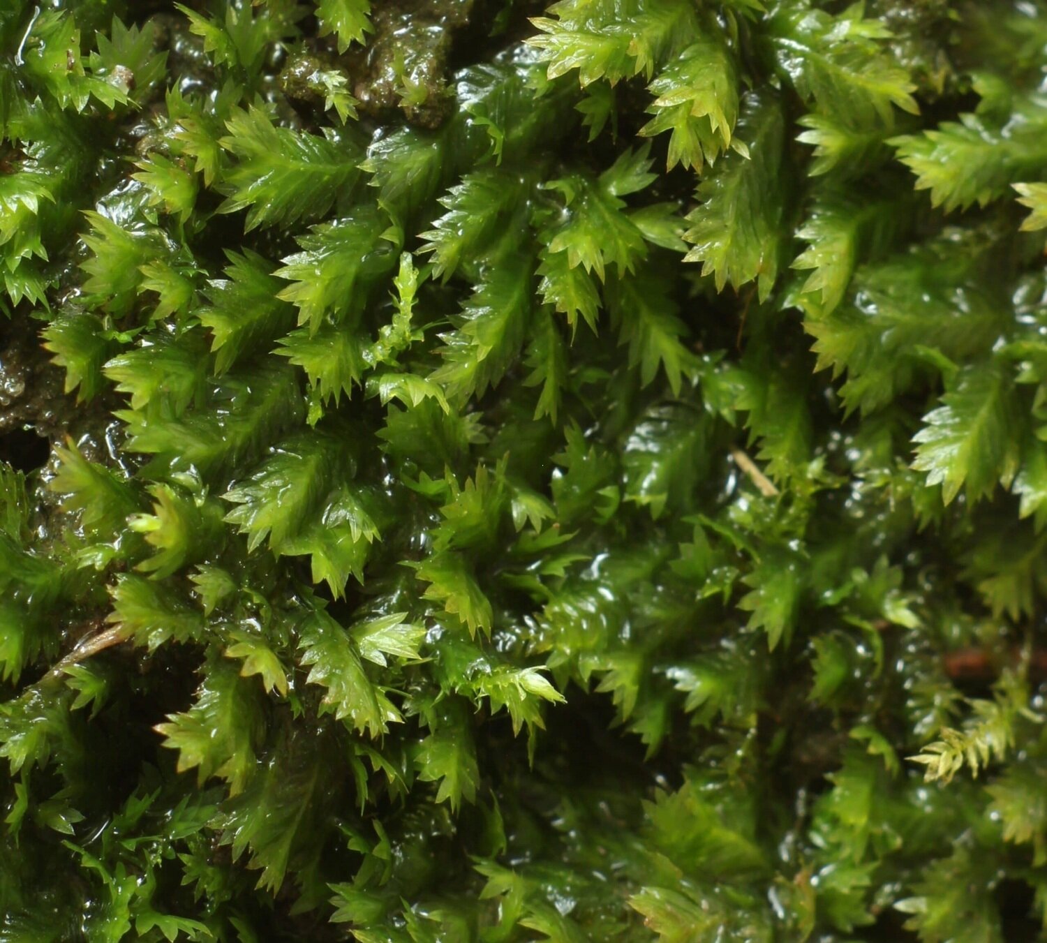 Live Pocket Moss