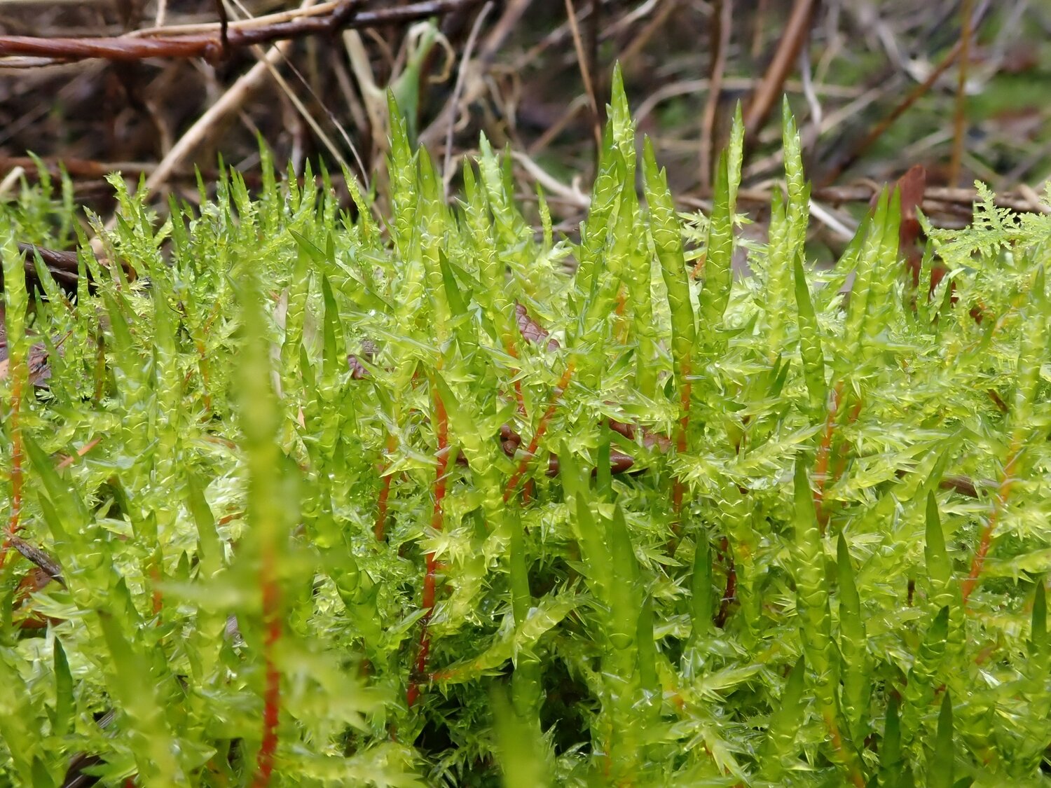 Live Pointed Spear Moss
