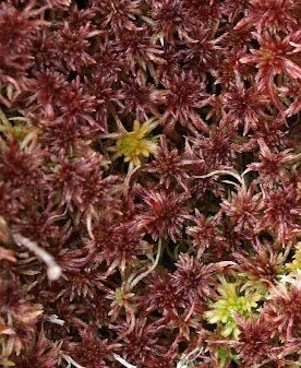 Live Purple Sphagnum Moss