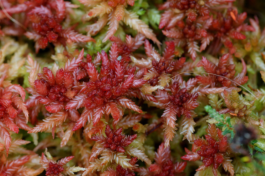Live Red Sphagnum Moss