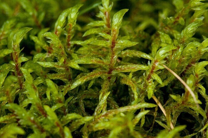 Live Red Stemmed Feather Moss