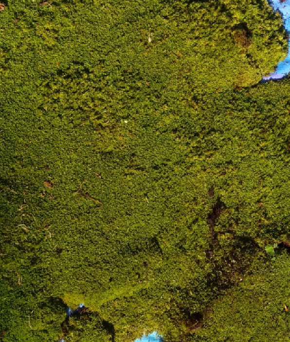 Live Short Carpeting Sphagnum Moss