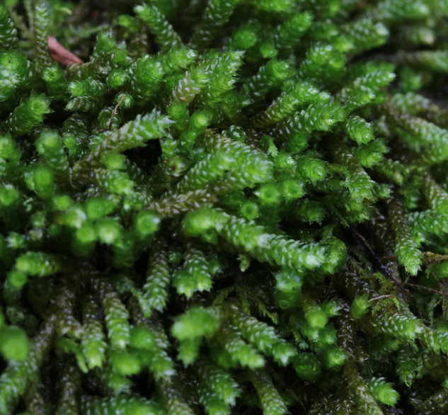 Live Spoon Leaved Moss